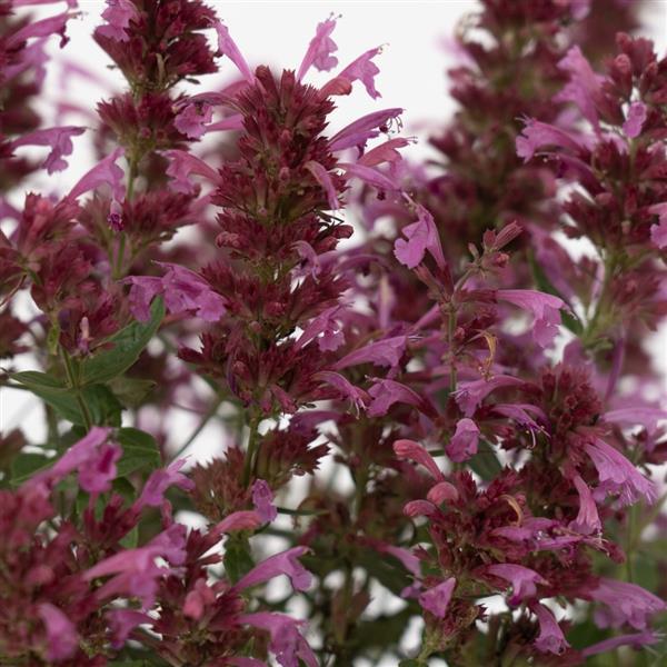 Photo:  Bloom