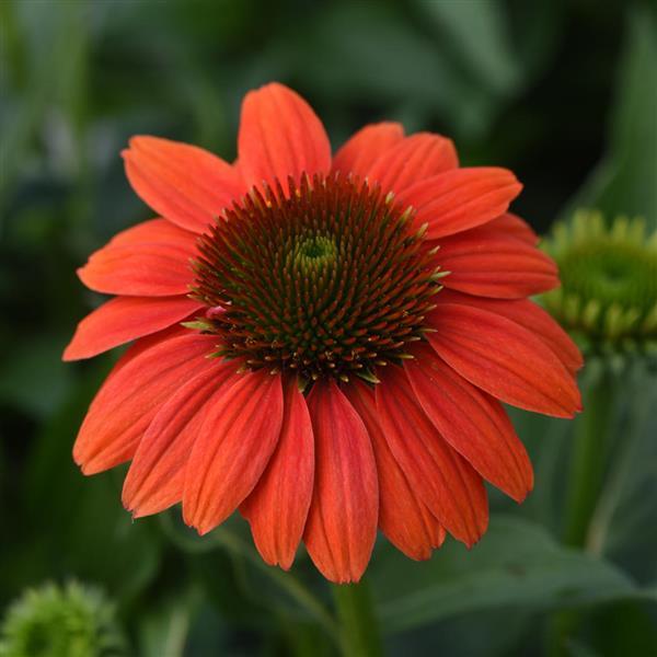 Photo:  Bloom