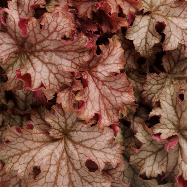 Photo:  Bloom