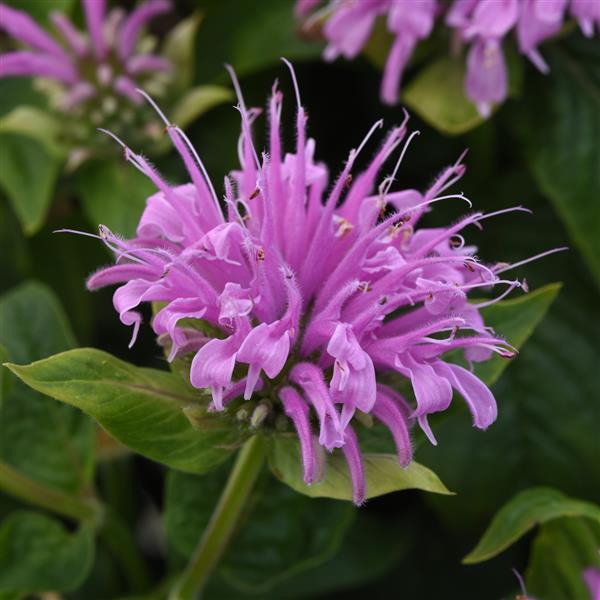 Photo:  Bloom