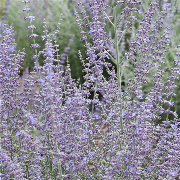 Photo:  Bloom