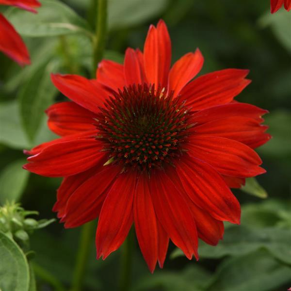 Photo:  Bloom