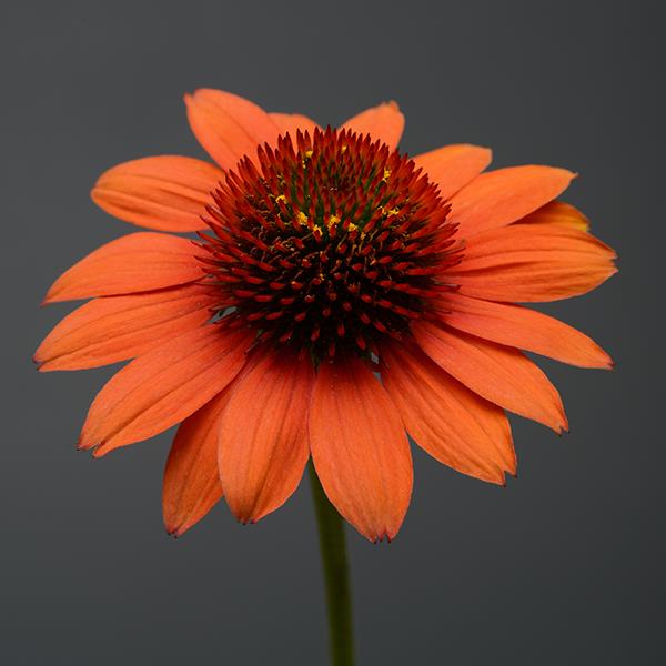 Photo:  Bloom