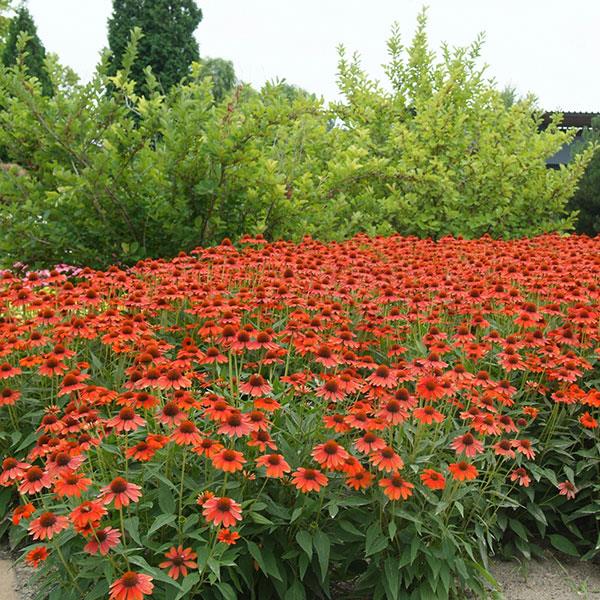 Photo:  Commercial Landscape 2