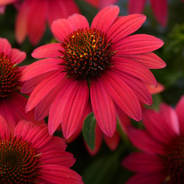Photo:  Garden