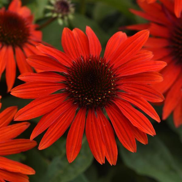 Photo:  Bloom