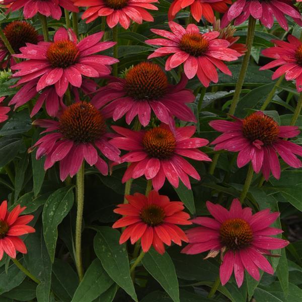 Photo:  Bloom