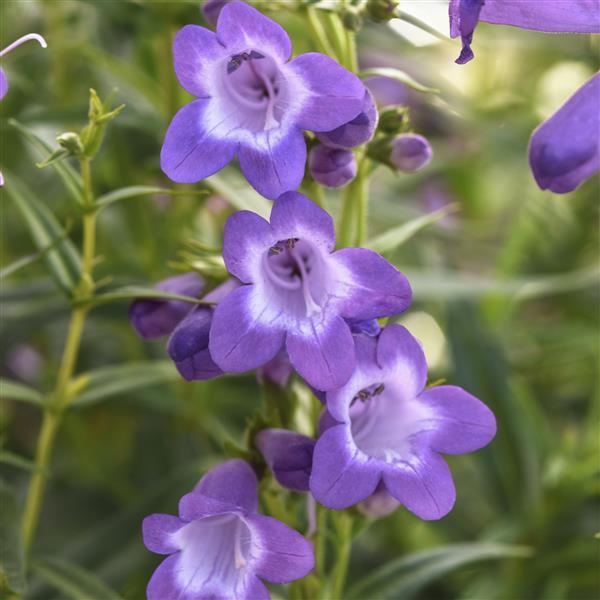 Photo:  Bloom