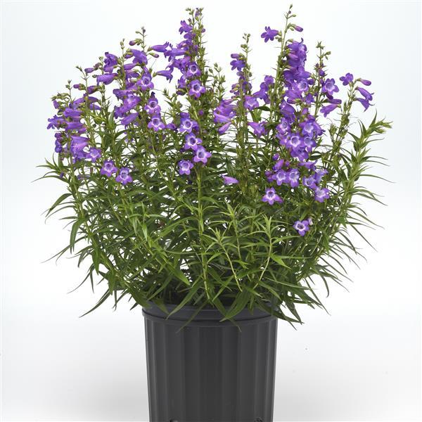 Photo:  Container