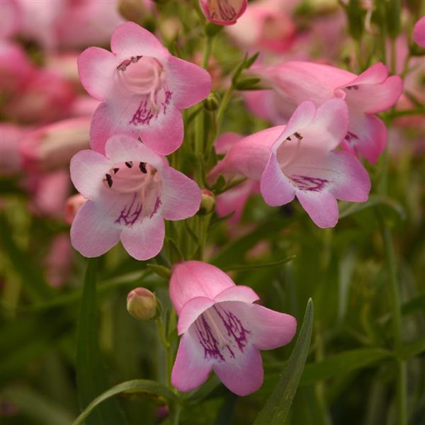 Photo:  Bloom
