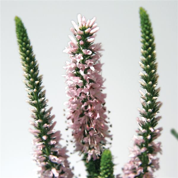 Photo:  Bloom