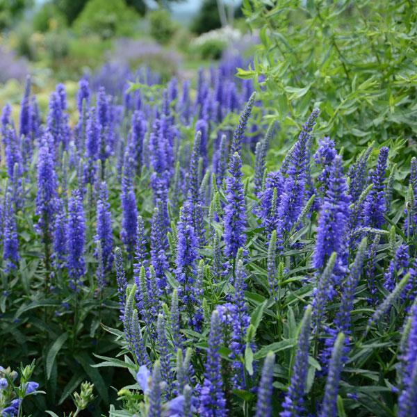 Photo:  Garden