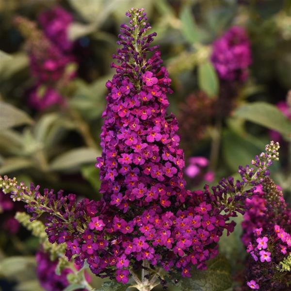 Photo:  Bloom