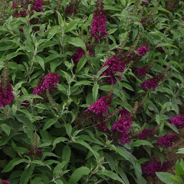 Photo:  Garden