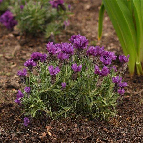Photo:  Garden