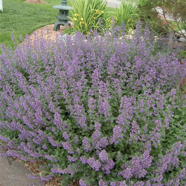 Photo:  Commercial Landscape 1