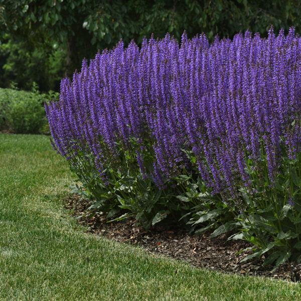 Photo:  Commercial Landscape 2