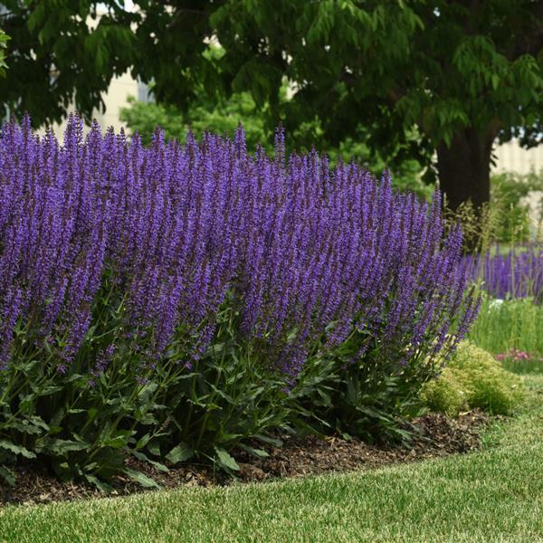 Photo:  Commercial Landscape 3