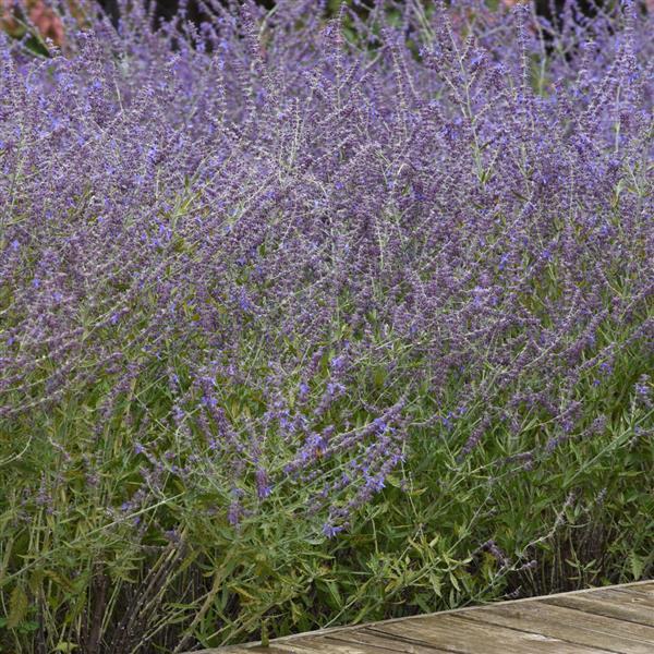 Photo:  Commercial Landscape 2