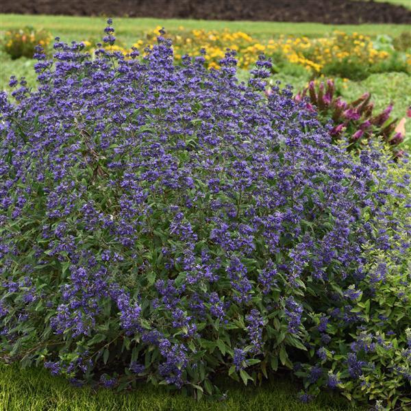 Photo:  Commercial Landscape 2