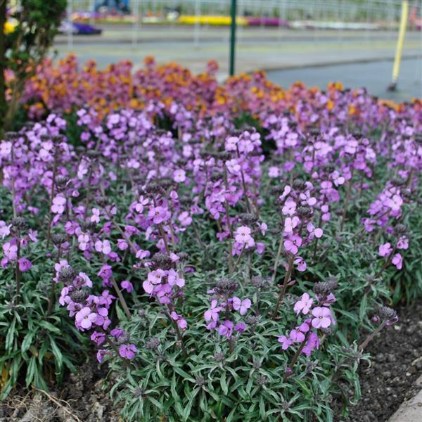 Photo:  Commercial Landscape 1