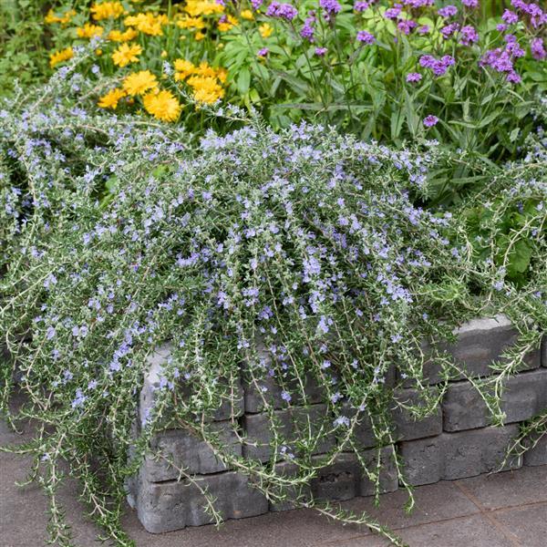 Photo:  Commercial Landscape 1