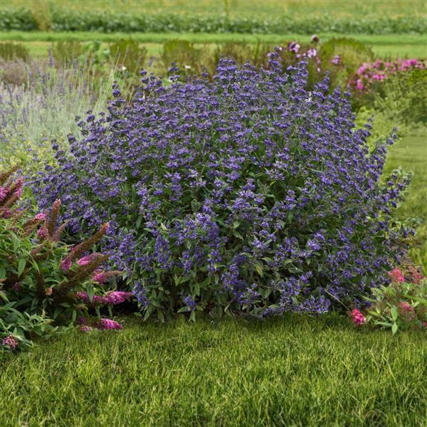 Photo:  Commercial Landscape 1