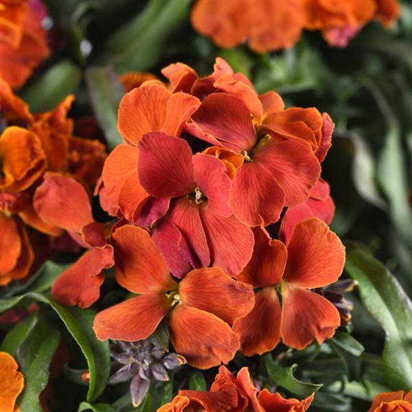 Photo:  Bloom