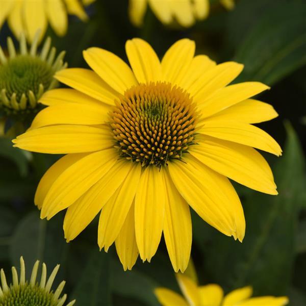 Photo:  Bloom