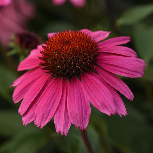 Photo:  Bloom