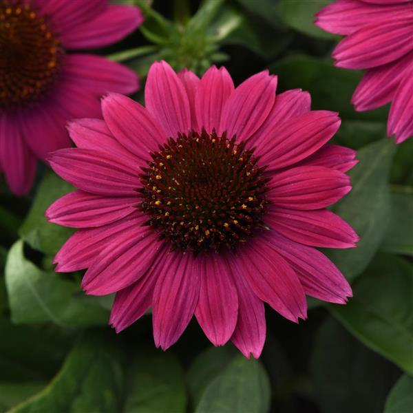 Photo:  Bloom