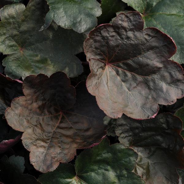 Photo:  Bloom