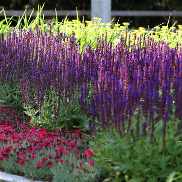 Photo:  Commercial Landscape 2