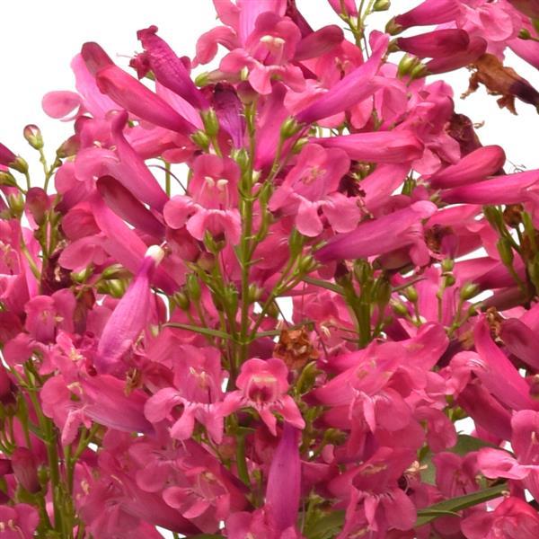 Photo:  Bloom