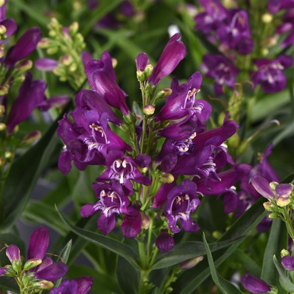 Photo:  Bloom