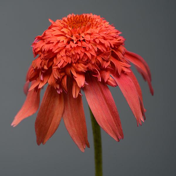 Photo:  Bloom