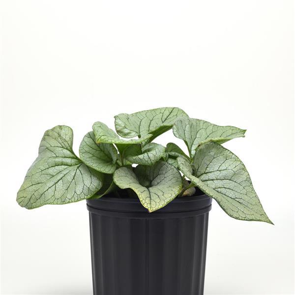 Photo:  Container