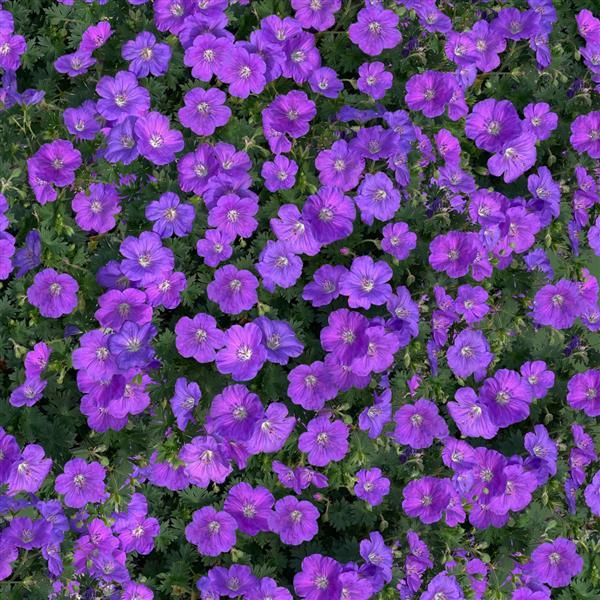 Photo:  Garden