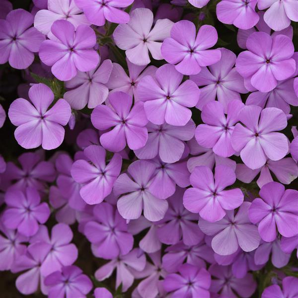 Photo:  Bloom
