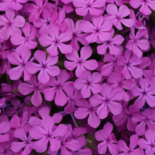 Photo:  Bloom