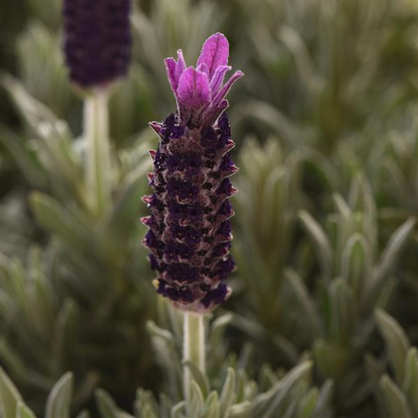 Photo:  Bloom