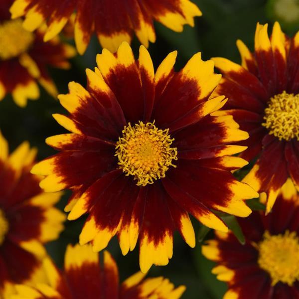 Photo:  Bloom