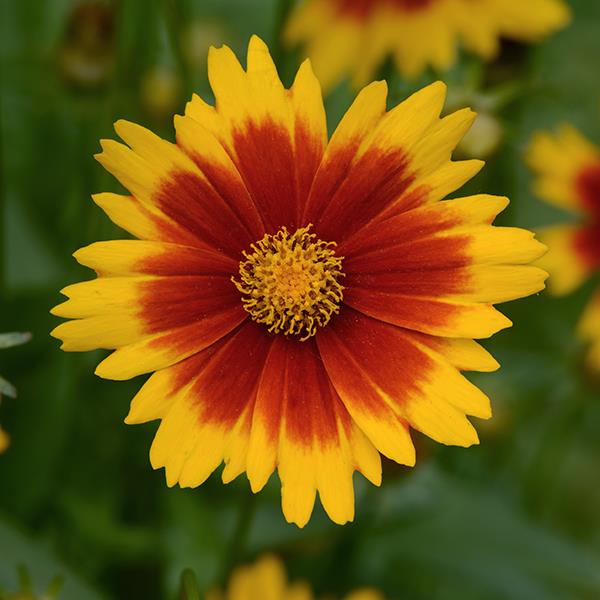 Photo:  Bloom