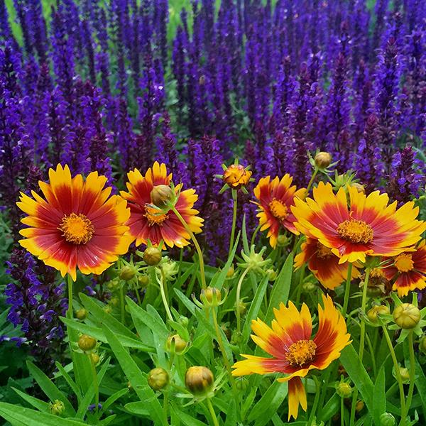 Photo:  Garden