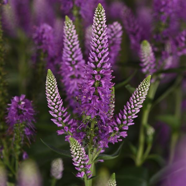 Photo:  Bloom
