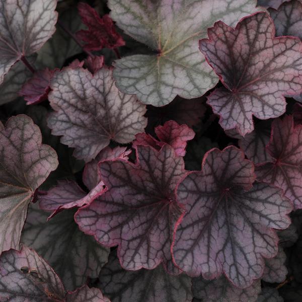 Photo:  Bloom