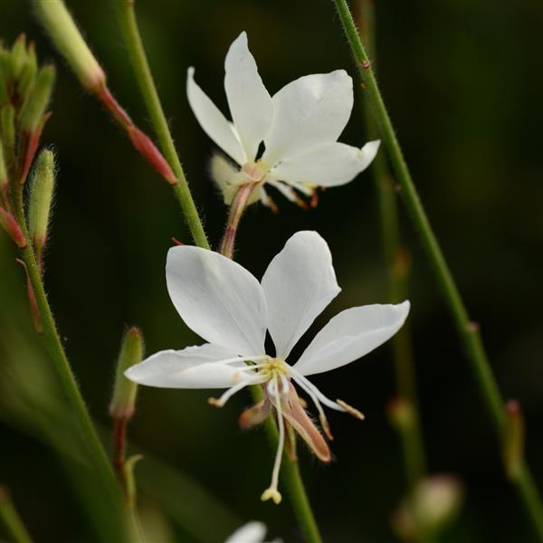 Photo:  Bloom