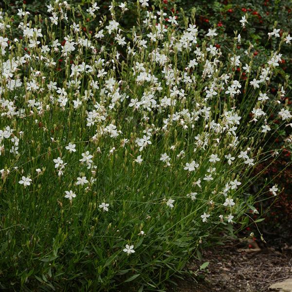Photo:  Garden