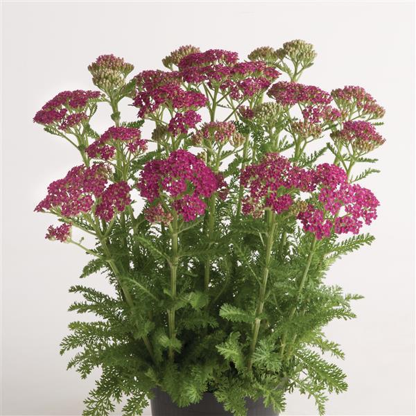 Product Details - Achillea millefolium Milly Rock™ Rose