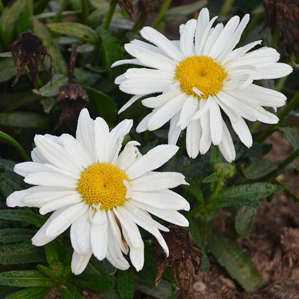 Leucanthemum x superbum Spoonful of Sugar Bloom